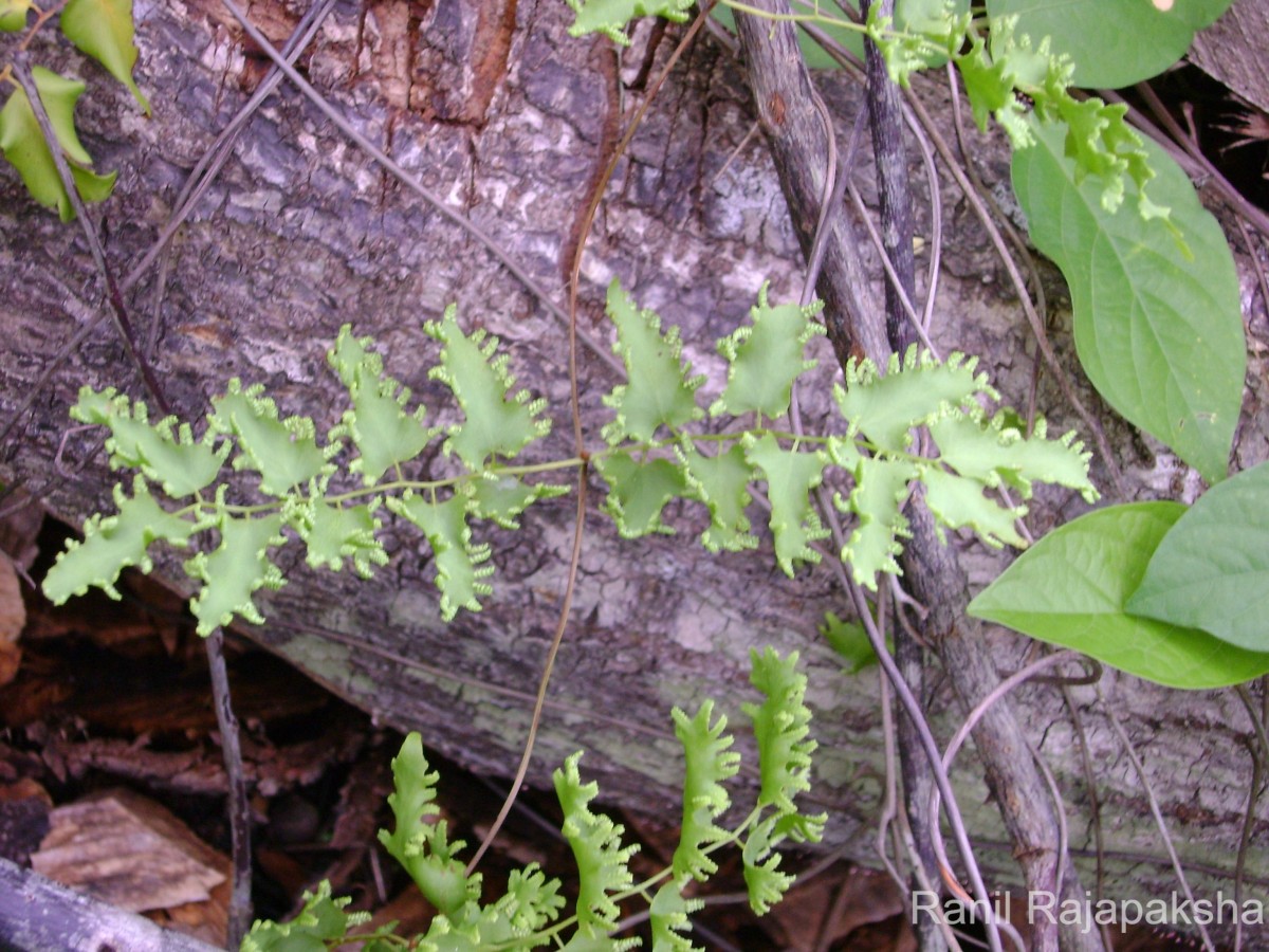 Lygodium microphyllum  (Cav.) R.Br.